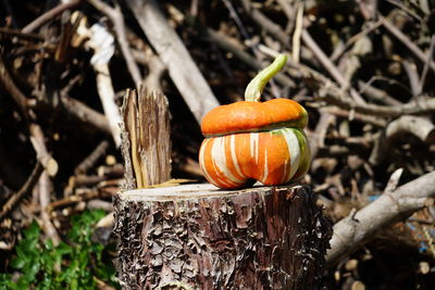 Close-up of pumpkin on wood