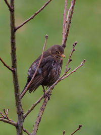 Close-up of bird perching on branch, female blackbird
