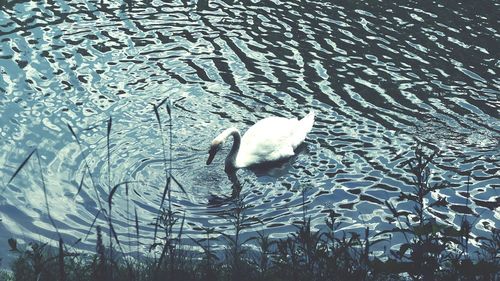 High angle view of swan swimming in lake