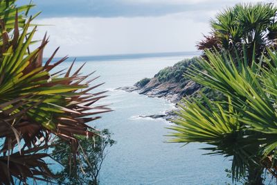 Palm tree by sea against sky