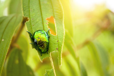 Close-up of insect on leaf