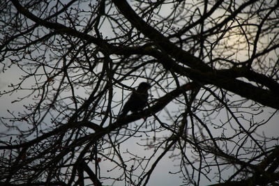 Low angle view of silhouette bird perching on tree against sky