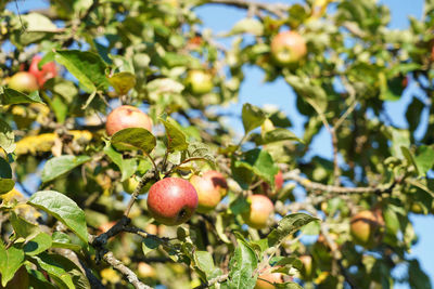 Low angle view of apples growing on tree