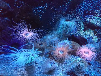 Close-up of jellyfish in sea