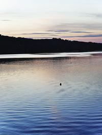 Swan swimming in lake against sky during sunset