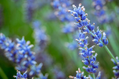 Close-up of lavender against blue sky