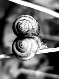 Close-up of snail