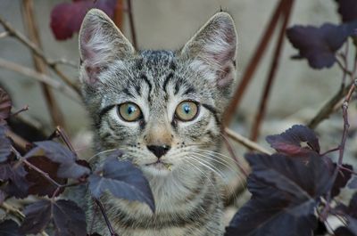 Close-up portrait of cat