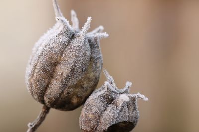 Close-up of frozen plant