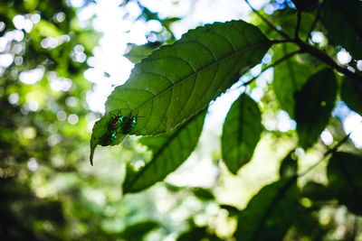 Low angle view of green leaves on tree