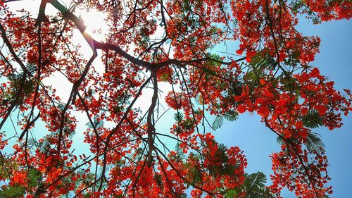 Low angle view of autumnal tree against sky