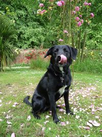 Black dog standing on field