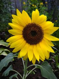 Close-up of fresh sunflower blooming outdoors