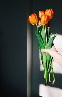 Close-up of woman holding orange tulip flowers