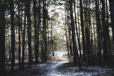 Scenic view of forest