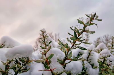 Close-up of flower tree against sky