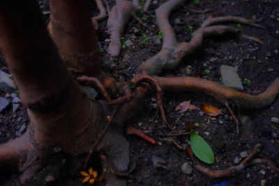 Close-up of plant