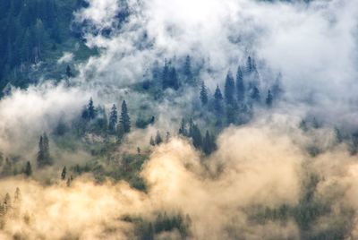 Low angle view of trees in forest against sky