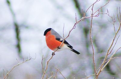 Bird perching on branch