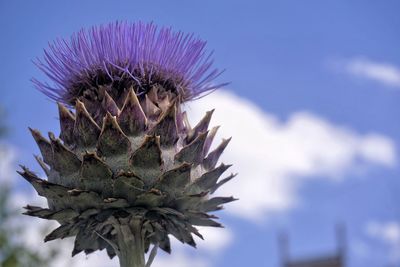 Close-up of thistle against sky