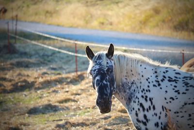 View of a horse on field