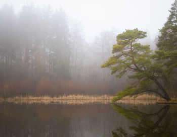 Scenic view of lake in forest against sky