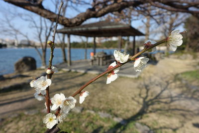 Close-up of white cherry blossoms in spring