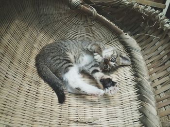 High angle portrait of kitten in whicker basket