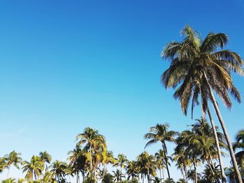 Low angle view of palm trees against clear blue sky