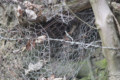 Close-up of spider web on branch