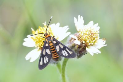 Close-up of butterfly perching on yellow flower