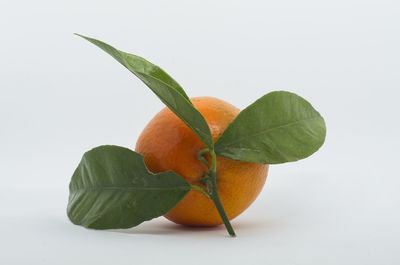 Close-up of orange leaves against white background