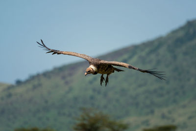 African white-backed vulture glides past hills