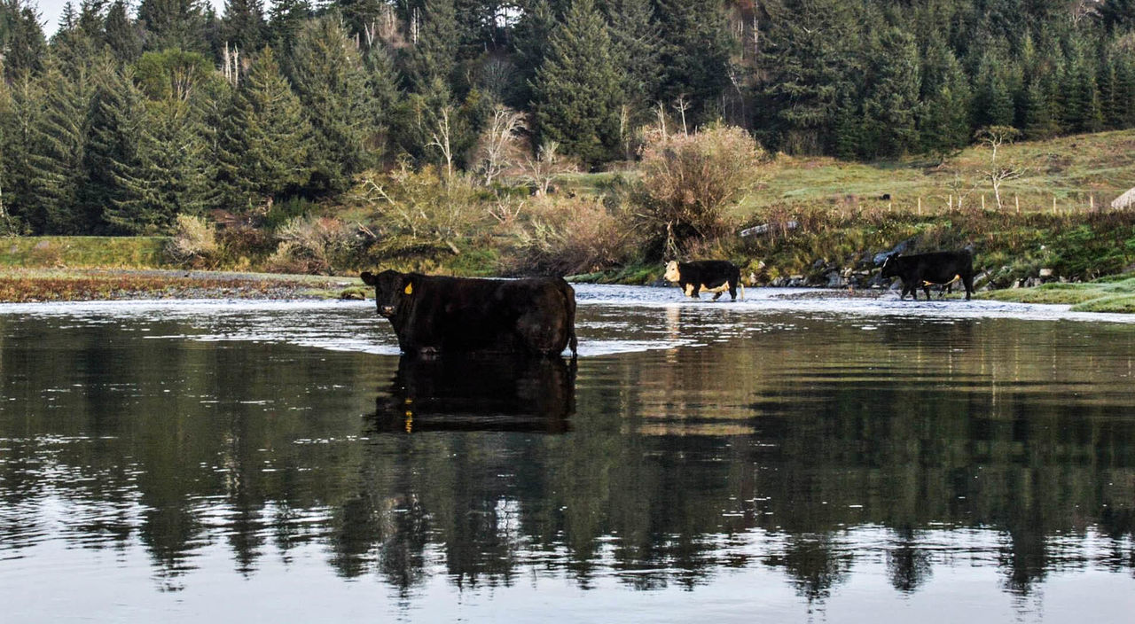 Oregon river fishing