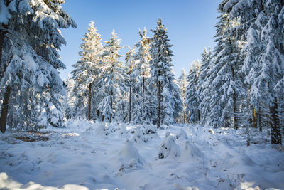 Snow covered land and trees against sky