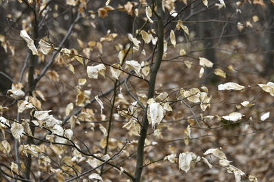 Close-up of white cherry blossom tree