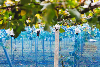 Close-up of blue water on tree