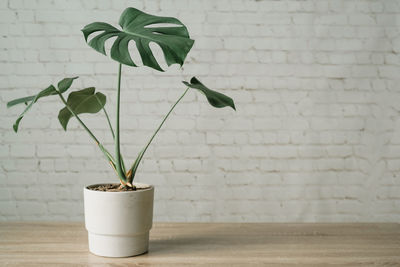 Monstera plant in cement pot white bricks wall background, modern houseplant on the desk