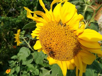 Close-up of sunflower