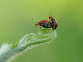 Close-up of insect on leaf