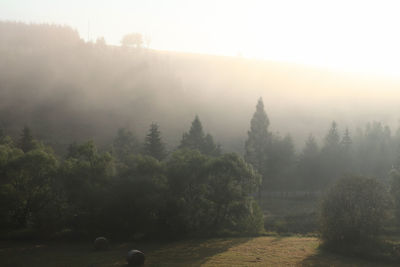 Trees on landscape against sky at morning