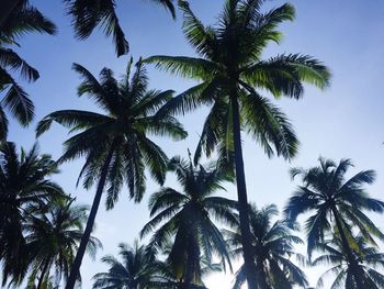 Low angle view of palm trees against sky