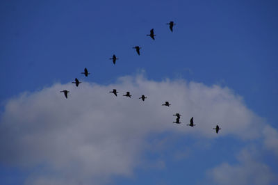 Low angle view of birds flying in sky