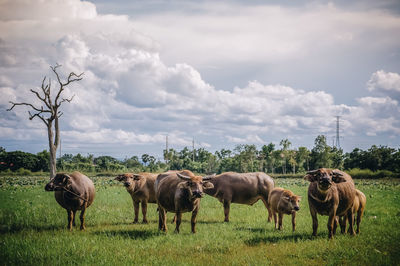 Buffalo in the field