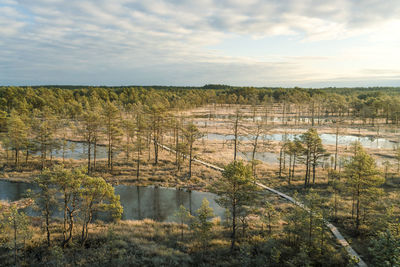 Aerial of viru raba or bog swamp at lahemaa national park in autumn