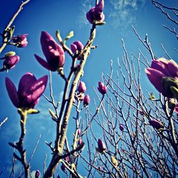 Low angle view of pink flowers blooming on tree