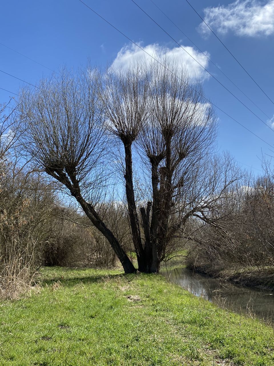 BARE TREE IN FIELD