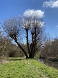 Bare trees on field against sky