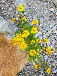 High angle view of yellow flowering plant on rock