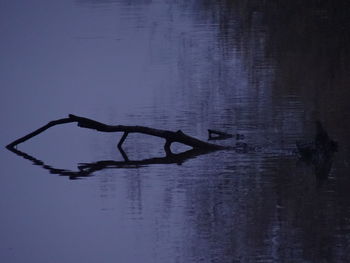 Silhouette of bare tree